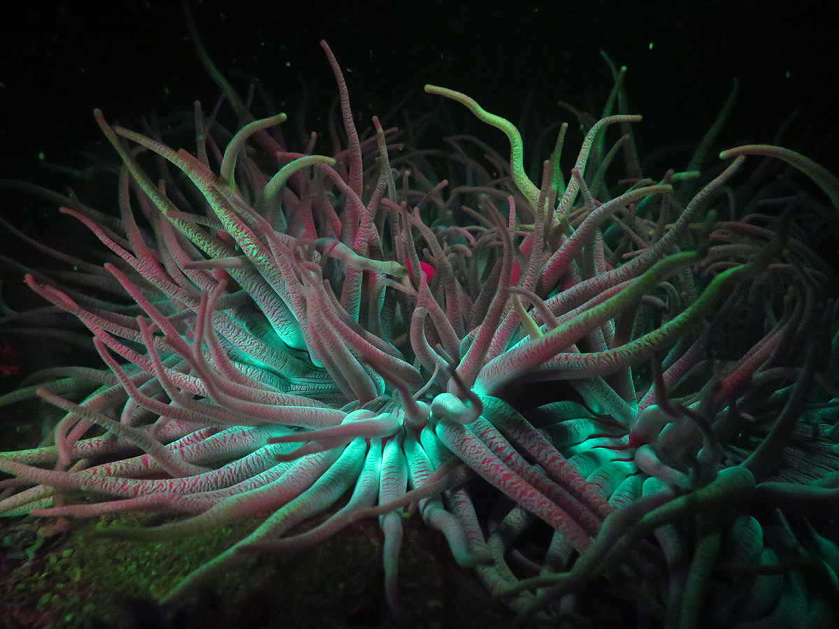 Fluorescent anemona under blue lights - Night diving in Moorea