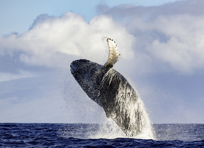 Humpback whale jumping in Tahiti