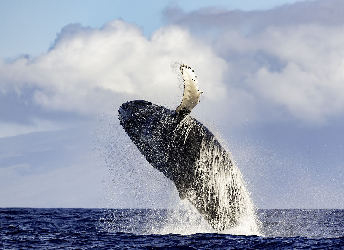 Baleine à bosses en plein saut, en Polynésie