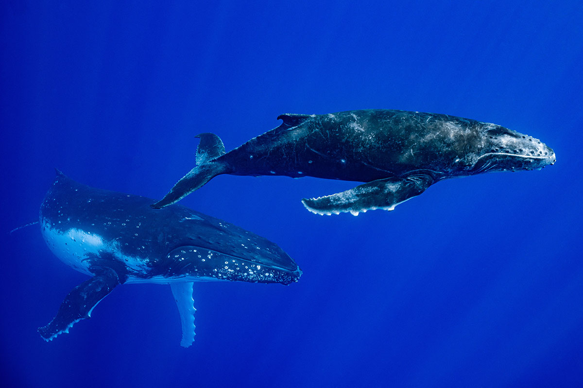 Baleines à bosse près de Tahiti