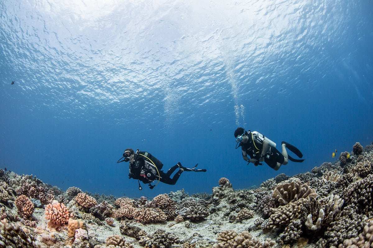 Jardin de corail à Bora Bora