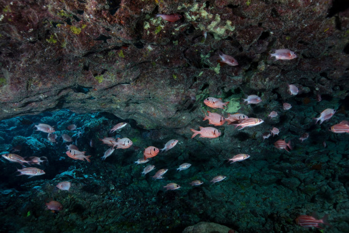 Tropische Fische in der Lagune von Bora Bora