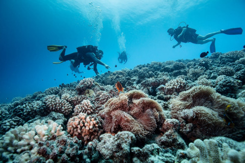 Schnuppertauchpaket auf Bora Bora