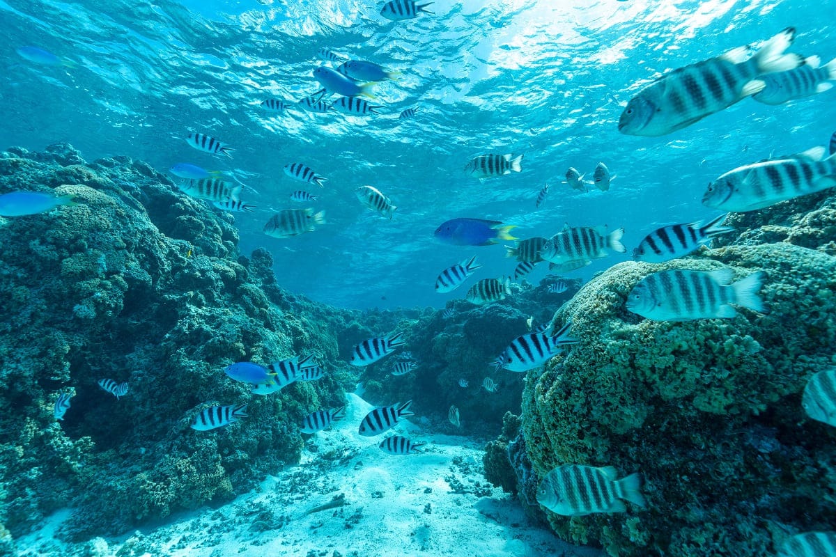 Discovery of the lagoon of Bora Bora