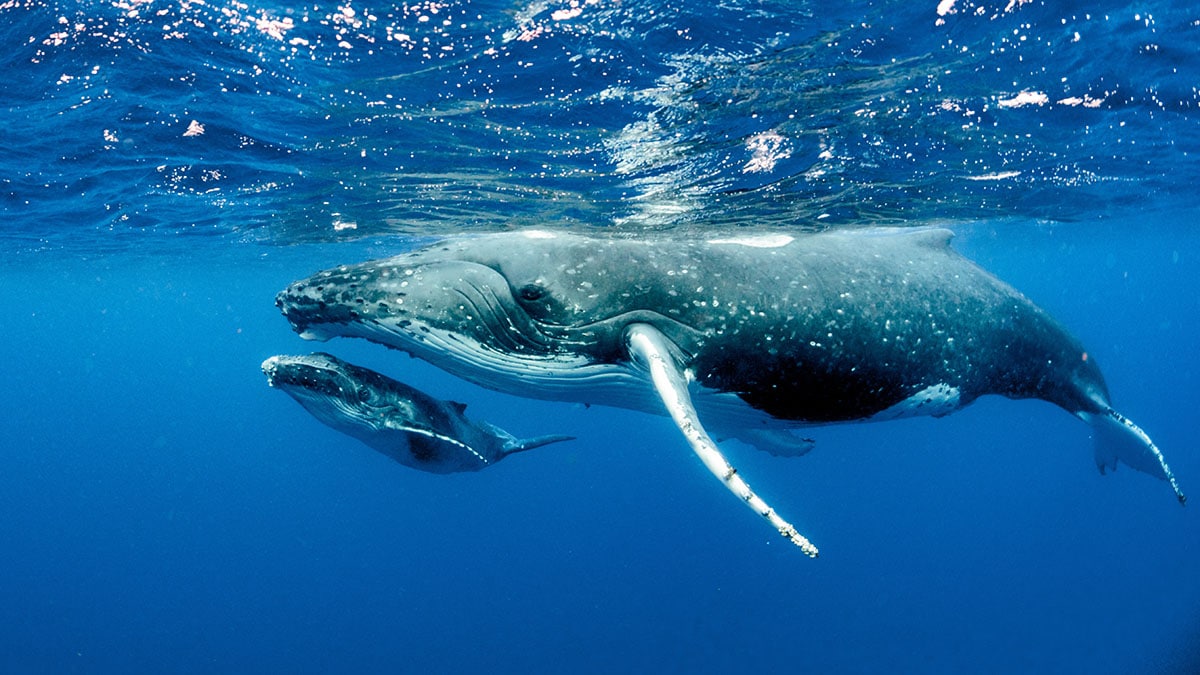 Buckelwale auf Bora Bora