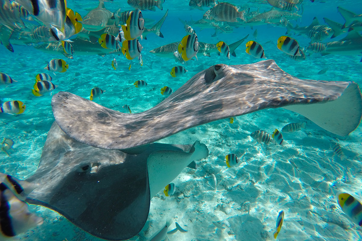 Jardin de corail sur le lagon de Bora Bora avec raies Manta et poissons tropicaux