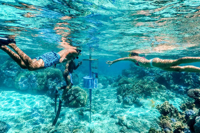 Jardin de corail sur le lagon de Bora Bora