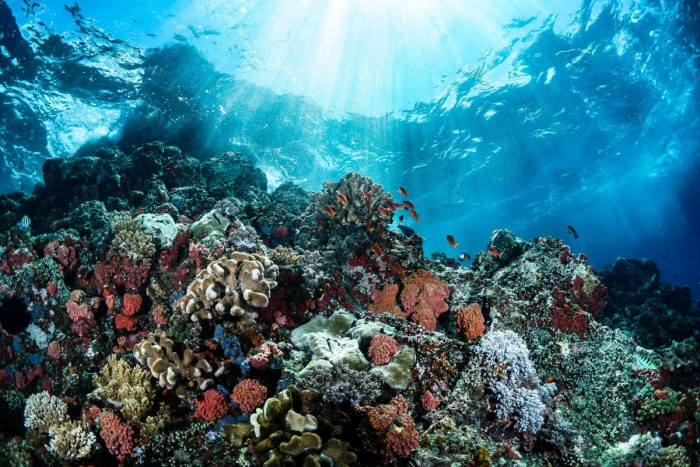Atemberaubende Korallenriffe bei der Schnorcheltour in Tahiti