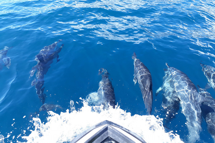 Memorable encounter with dolphins during the jet-ski tour in Tahiti