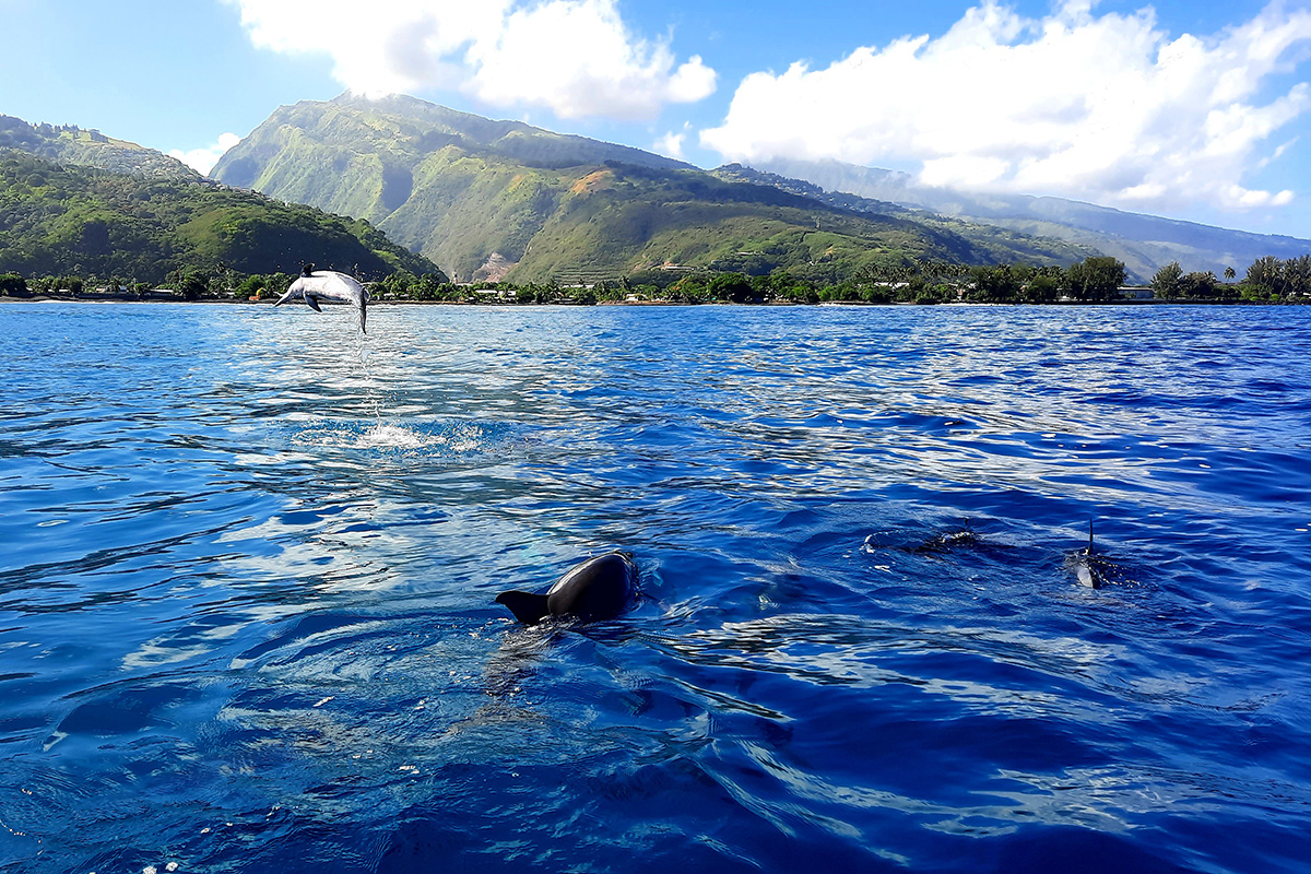 Observing dolphins during our jet-ski tour in Tahiti