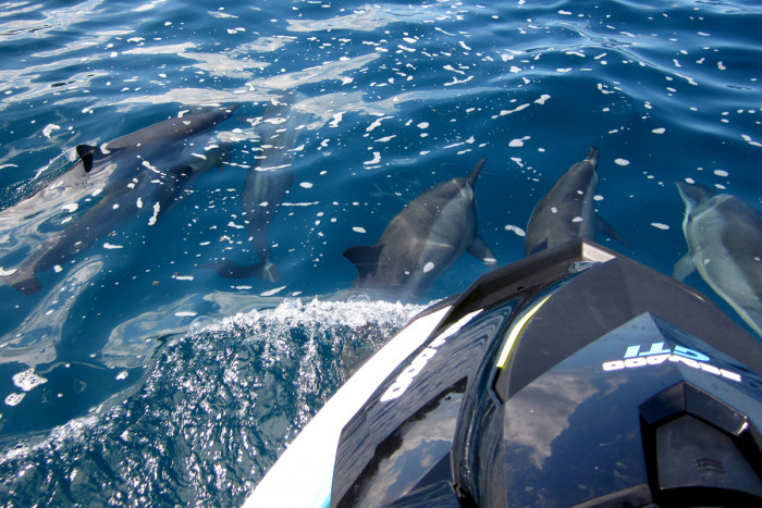 Unglaubliche Erfahrung der Begegnung mit Delfinen während der Jet-Ski-Tour in Tahiti