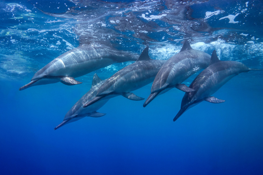 Demi-journée snorkeling et nage avec les dauphins à Moorea