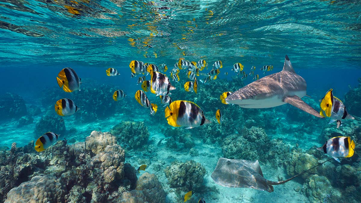 Diving in Tahiti: The Best Snorkeling and Diving Spots on The Queen Island