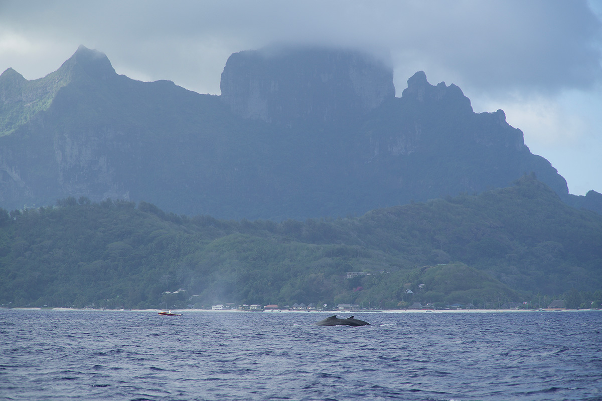 Dolphins Cruising in Front of Bora Bora Island