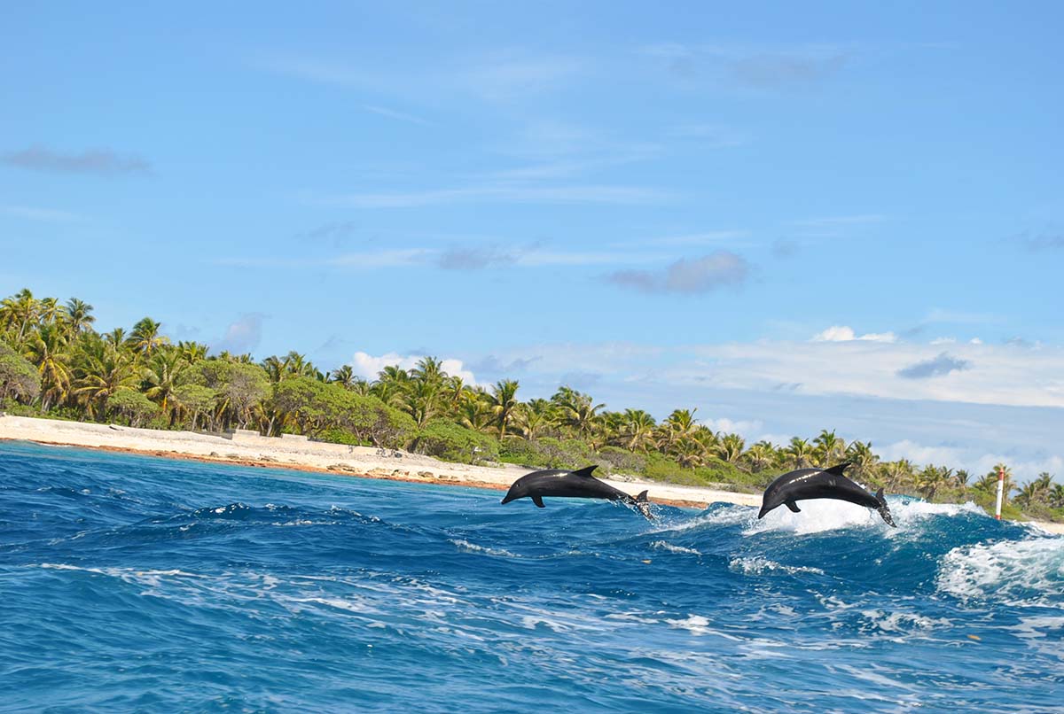 Dolphins jumping in the Tiputa channel, in Rangiroa