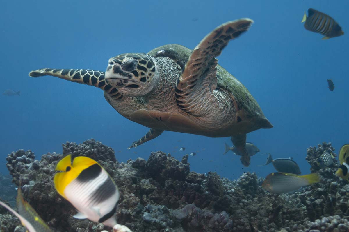 Echte Karettschildkröte in Rangiroa, im Herzen des Pazifischen Ozeans
