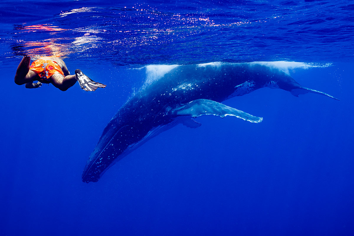 Journée complète d'observation des baleines et dauphins à Moorea