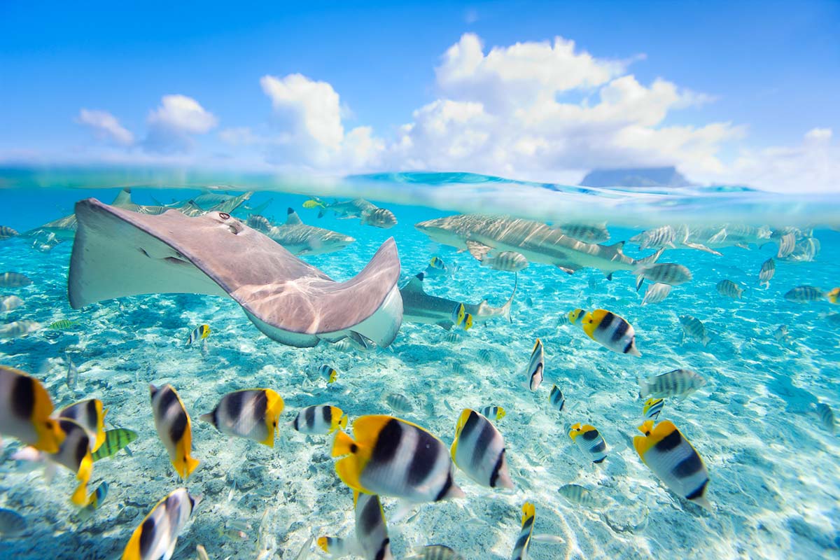 Fish and stingray in the lagoon of Bora Bora