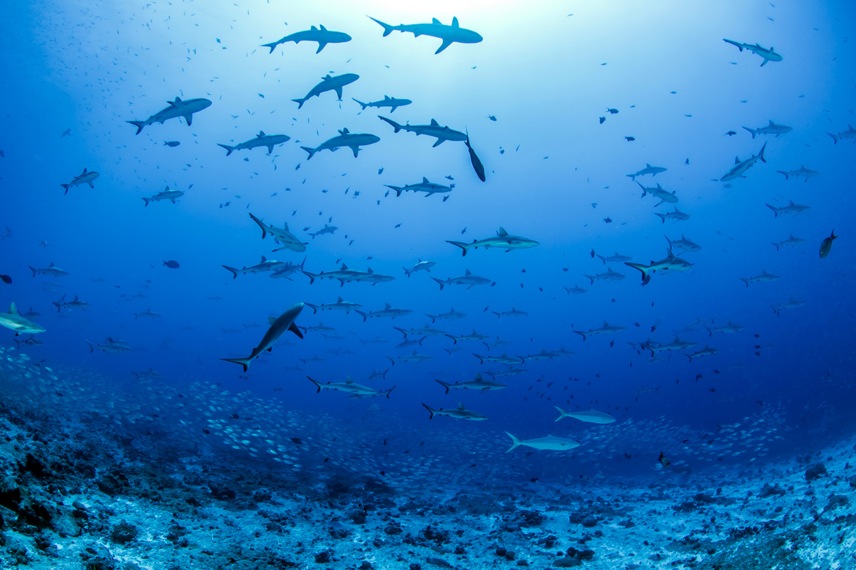 Grey Sharks in one of Fakarava's diving spots - Polynesia Paradise