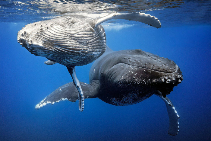Humpback Whales in Bora Bora, French Polynesia