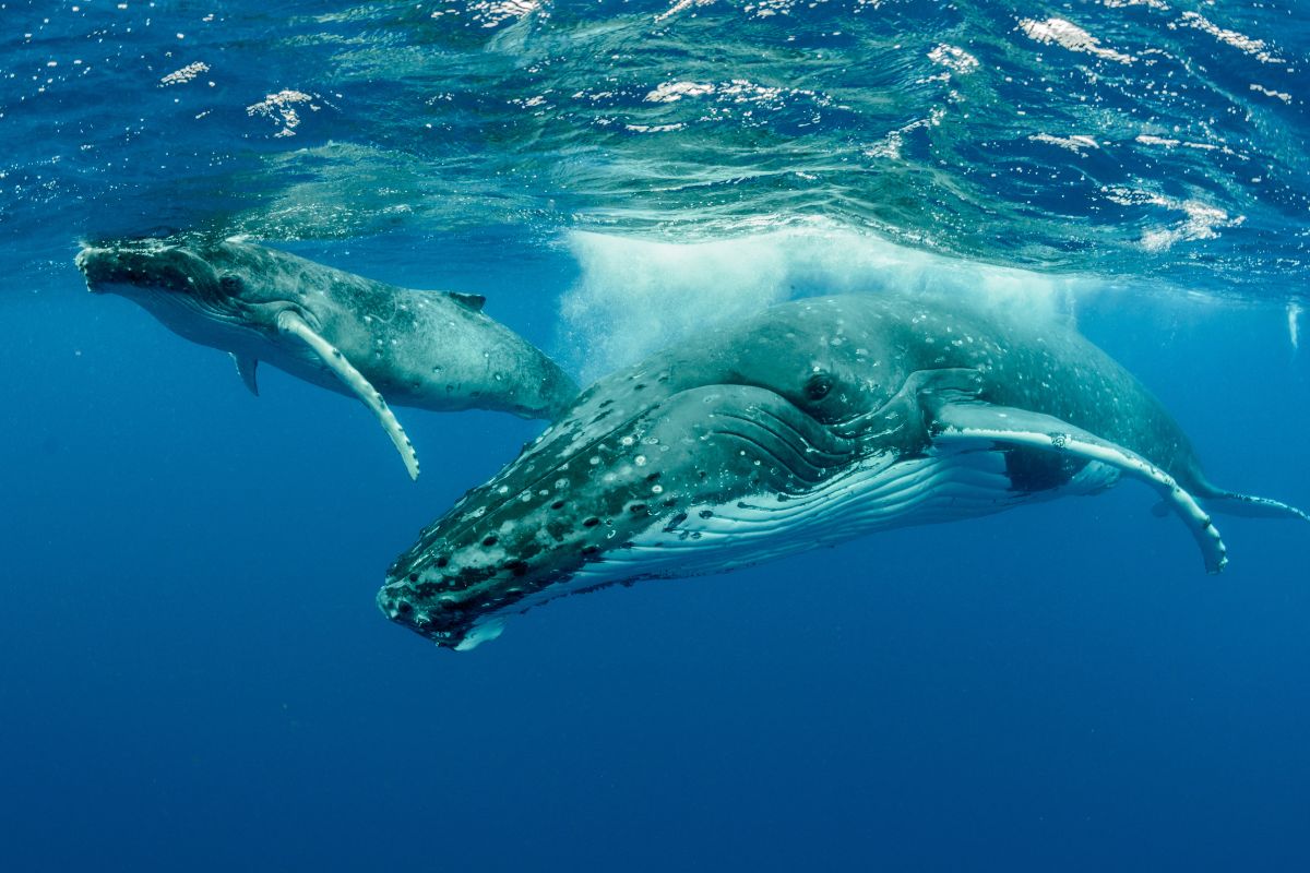 Baleines à bosse majestueuses lors de la visite de Tahiti