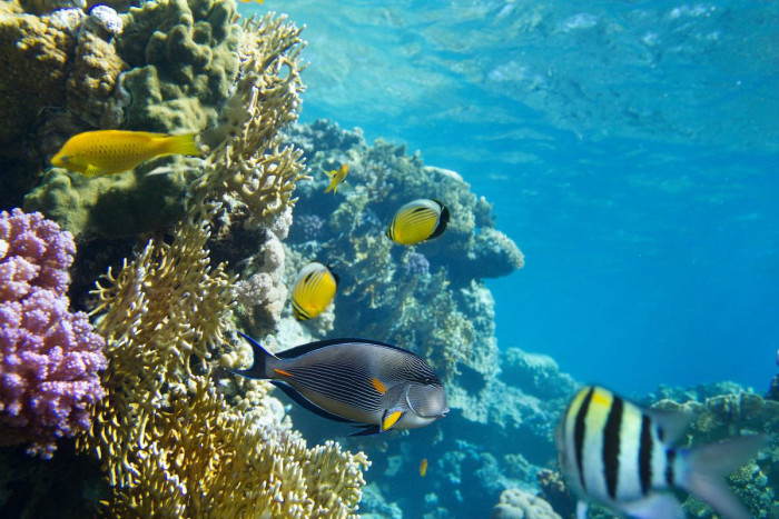 Snorkeling in Tahaa: Visit the fabulous Coral Garden!