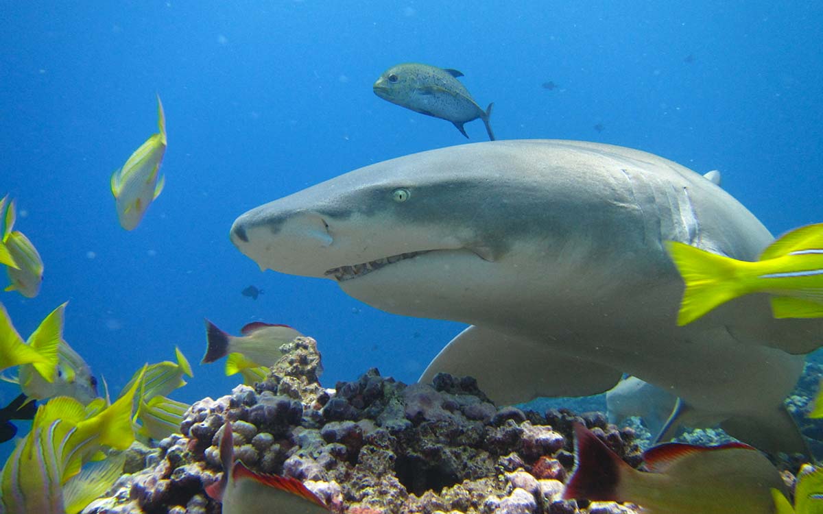 Encounter lemon sharks while diving in Tahiti, French Polynesia