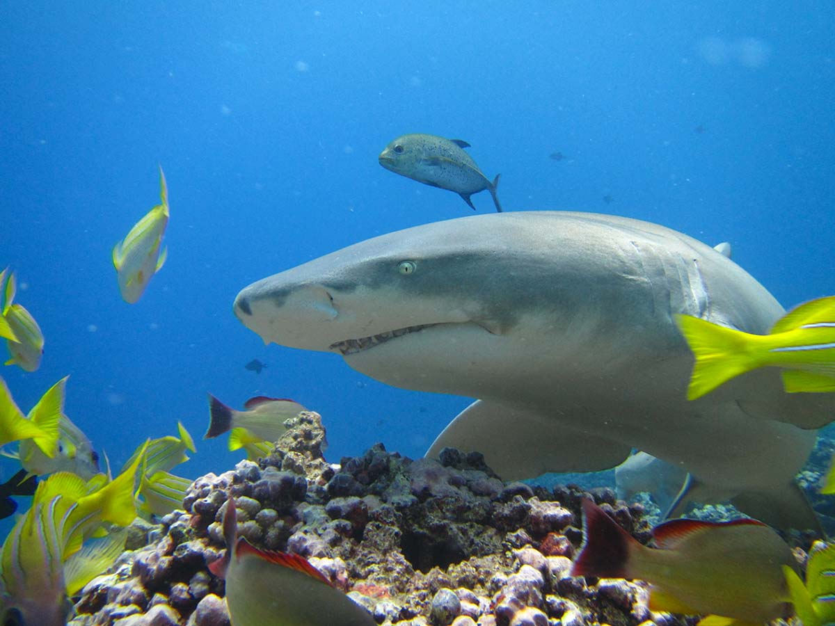The impressive lemon shark, seen during a dive in Moorea