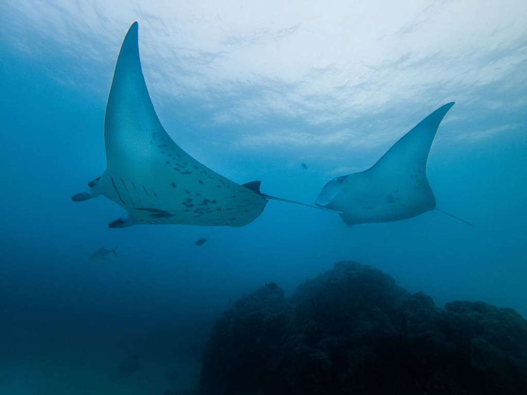 Diving in Maupiti Meet the Manta Rays!