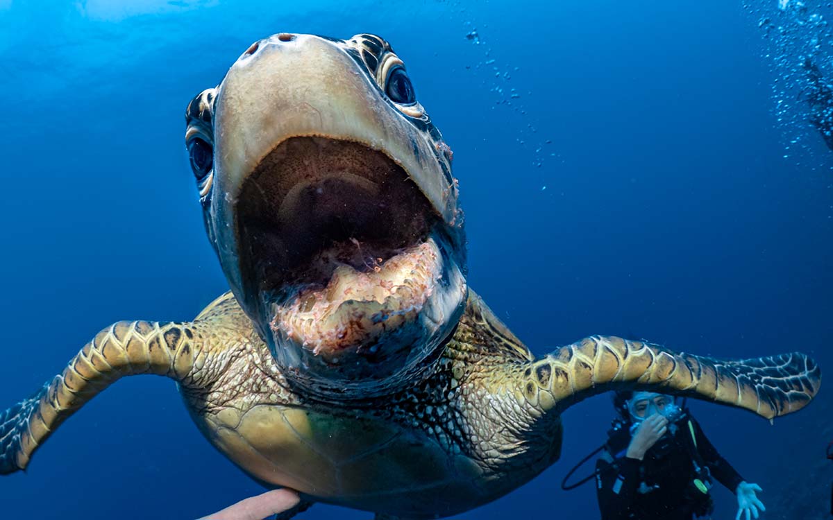 Meeresschildkröte in Moorea, Französisch-Polynesien