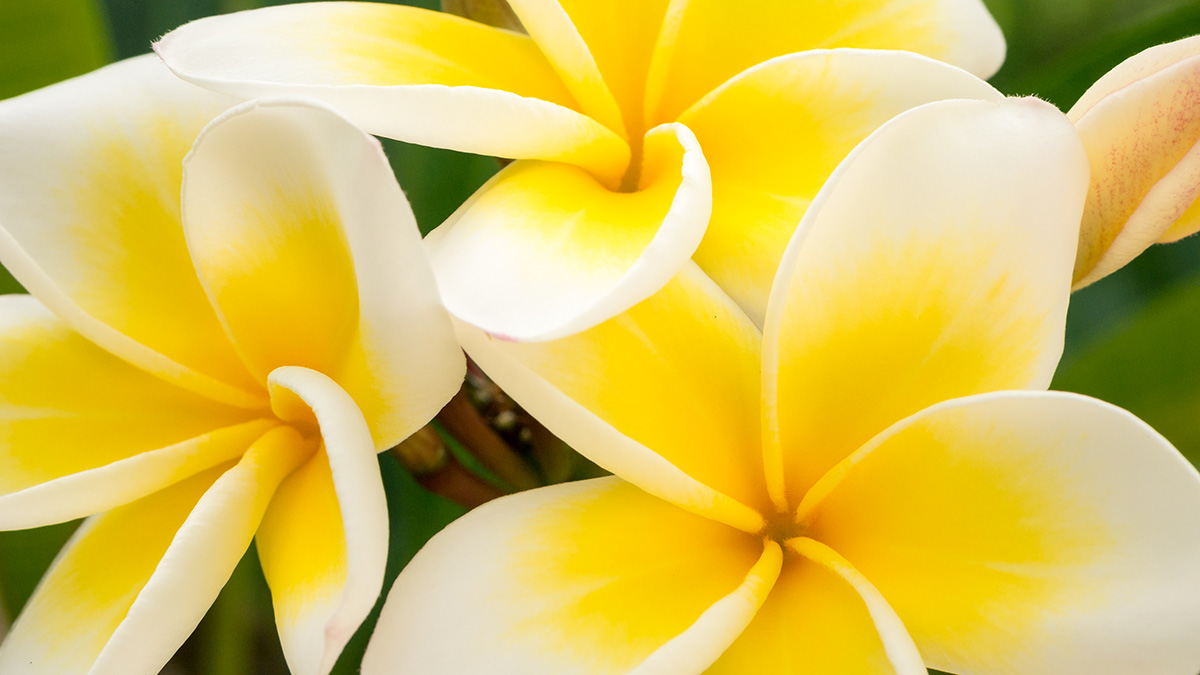 Monoi, das bei tahitianischen Massagen verwendet wird, wird aus der Mazeration von Tiare-Blüten gewonnen
