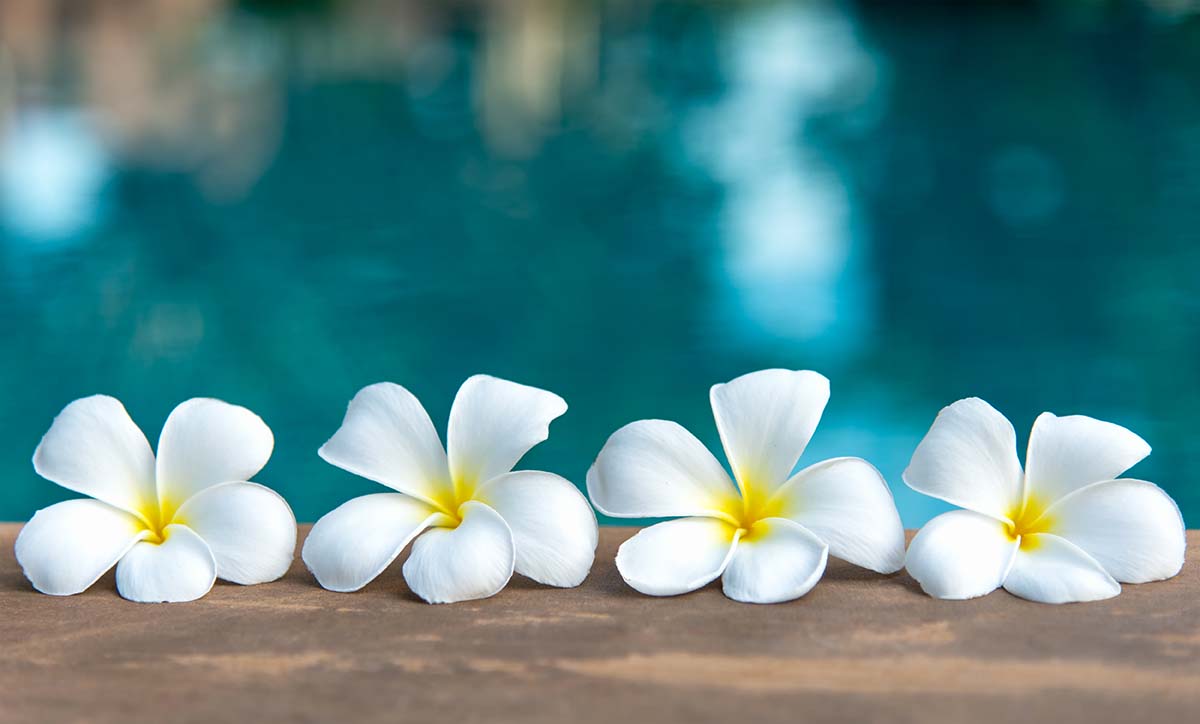 Spa in Moorea : Relaxation and Wellness in the Pacific Islands