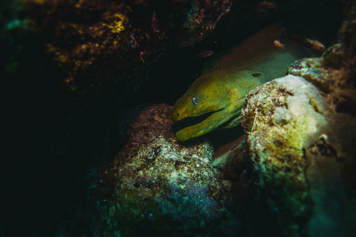Moray eel during a night snorkeling trip