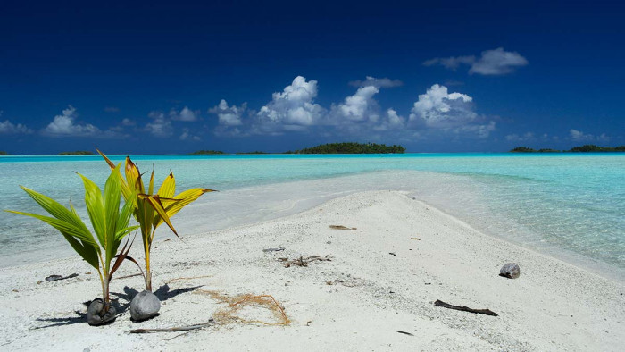 Noix de coco sur un banc de sable dans l'atoll de Rangiroa