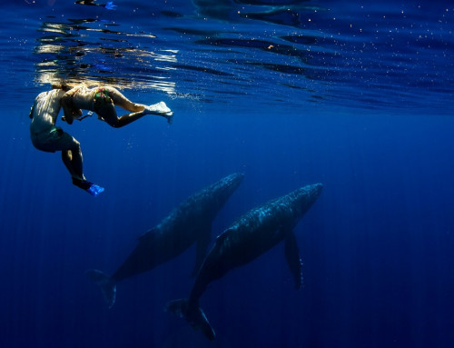 Observation des baleines à Tahiti : Une excursion inoubliable