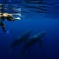Observation des baleines à Tahiti : Une excursion incontournable