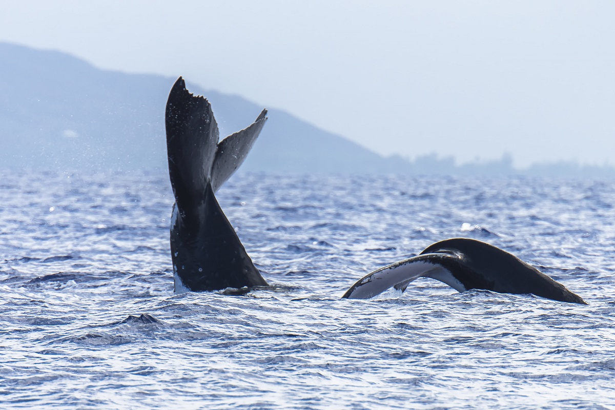 Demi-journée d'observation des baleines à Tahiti