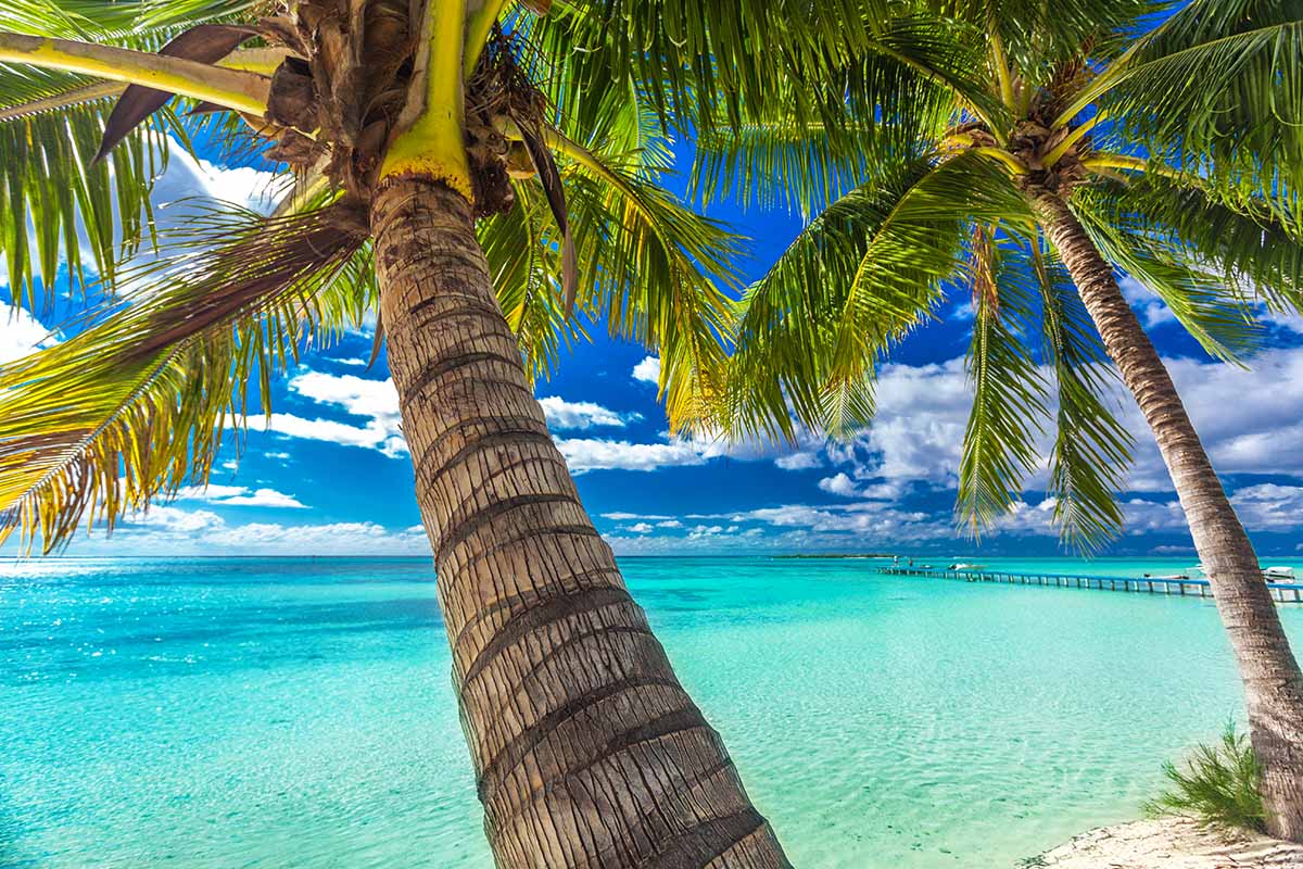 Palmiers sur une plage devant la mer de Polynésie française