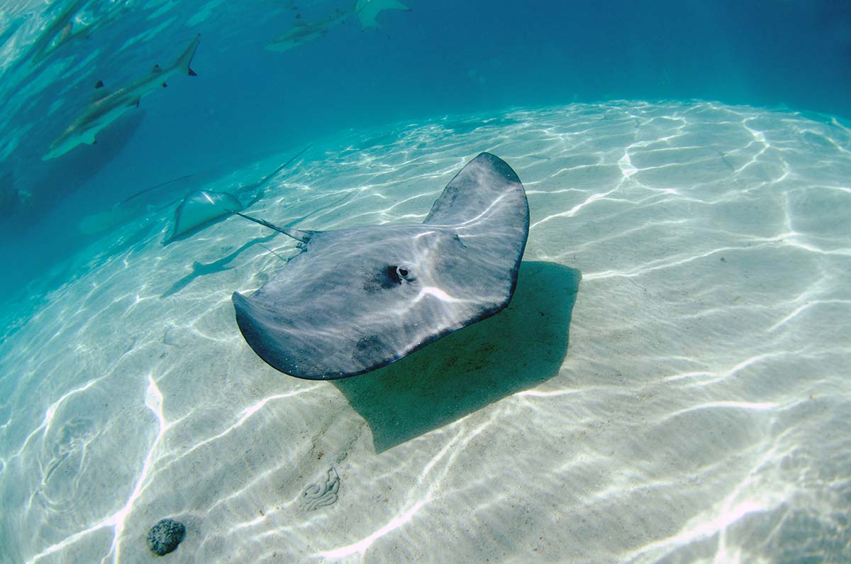 Meeting with rays in the lagoon of Moorea
