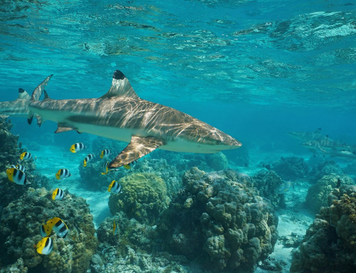 Plongée à Maupiti : Les meilleurs spots pour découvrir la faune aquatique