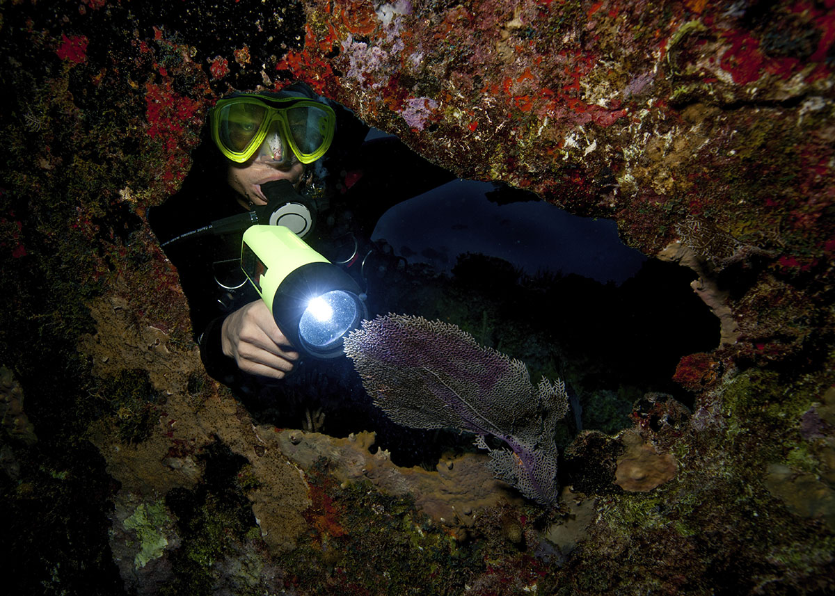 Diver with a torch during a night dive