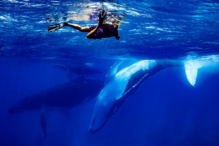 Private Whale Watching Half-Day Tour in Moorea