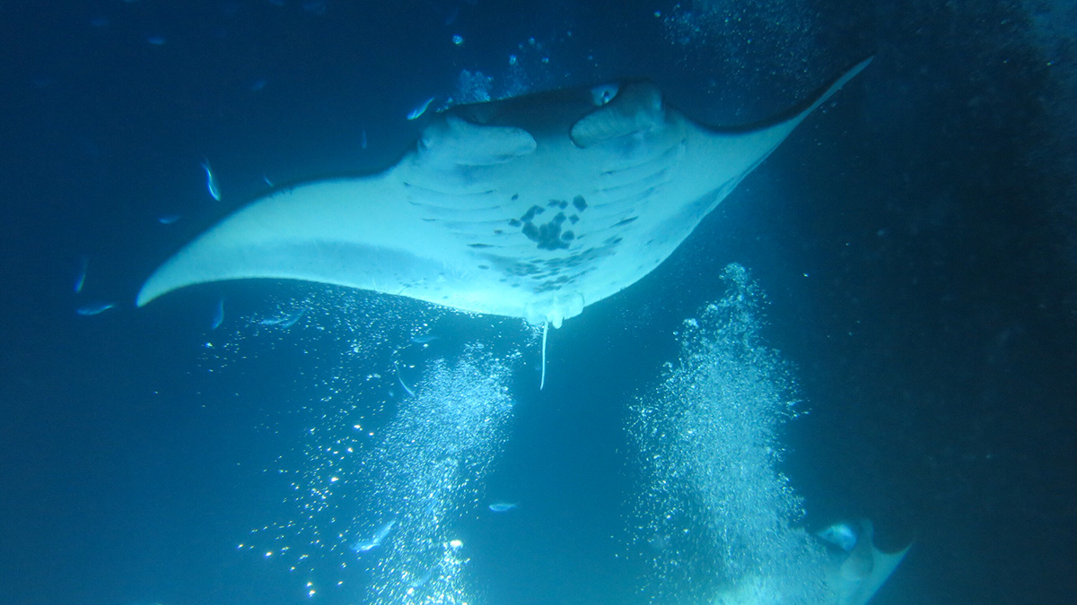 Manta Ray during a night snorkeling tour in Moorea