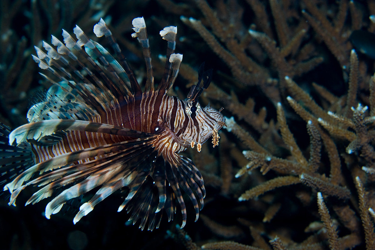 Lion fish seen during a night dive - Polynesia Paradise