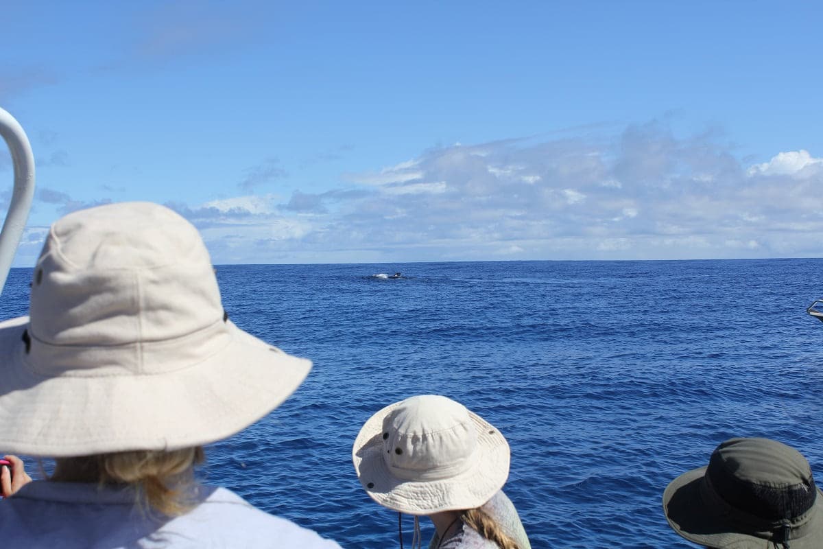Suchphase während der Walbeobachtungstour in Tahiti