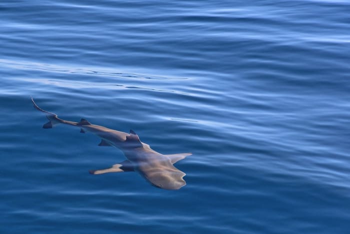 Requin à pointes noires dans le lagon de Moorea
