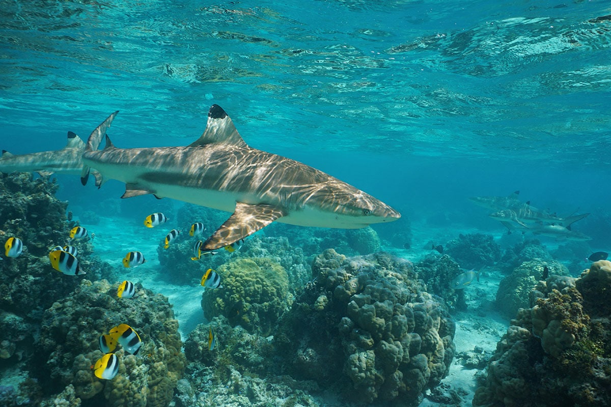 Requin et poissons pendant de la plongée libre à Huahine