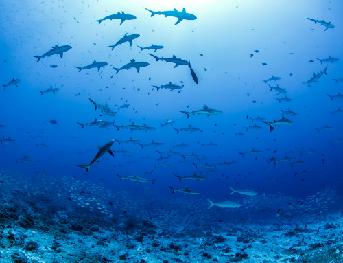 Tauchen in Fakarava: Entdecken Sie das Reich der Haie