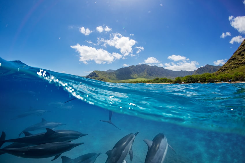 Schwimmen mit Delfinen in Moorea