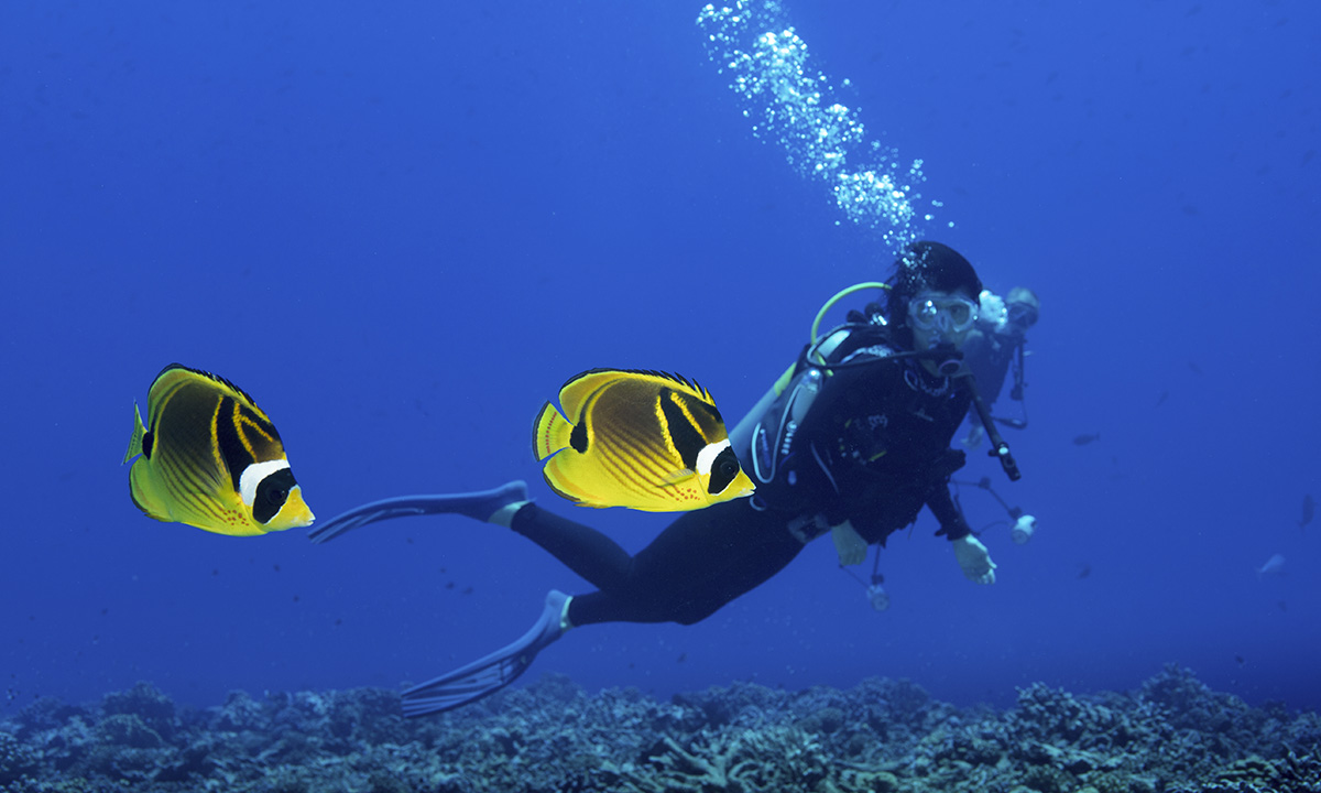 Scuba Divers Watching a Couple of Raccoon Butterfly Fish in French Polynesia